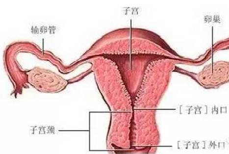 多囊卵巢 ≠ 多囊卵巢综合征 
