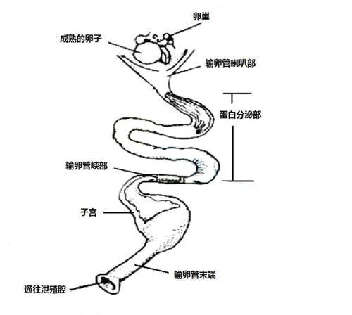 输卵管通而不畅与不通什么区别？ 
