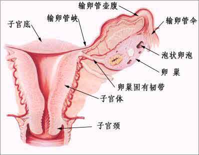 你知道宫外孕的病因有哪些吗?