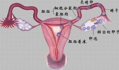 宫外孕的危害都有哪些呢?
